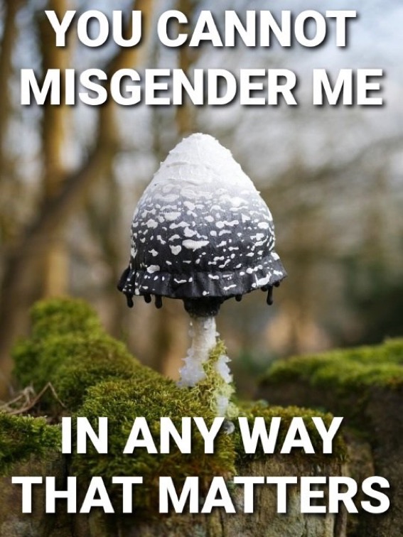 a photo of a black and white mushroom with white text that reads you cannot misgender me in any way that matters